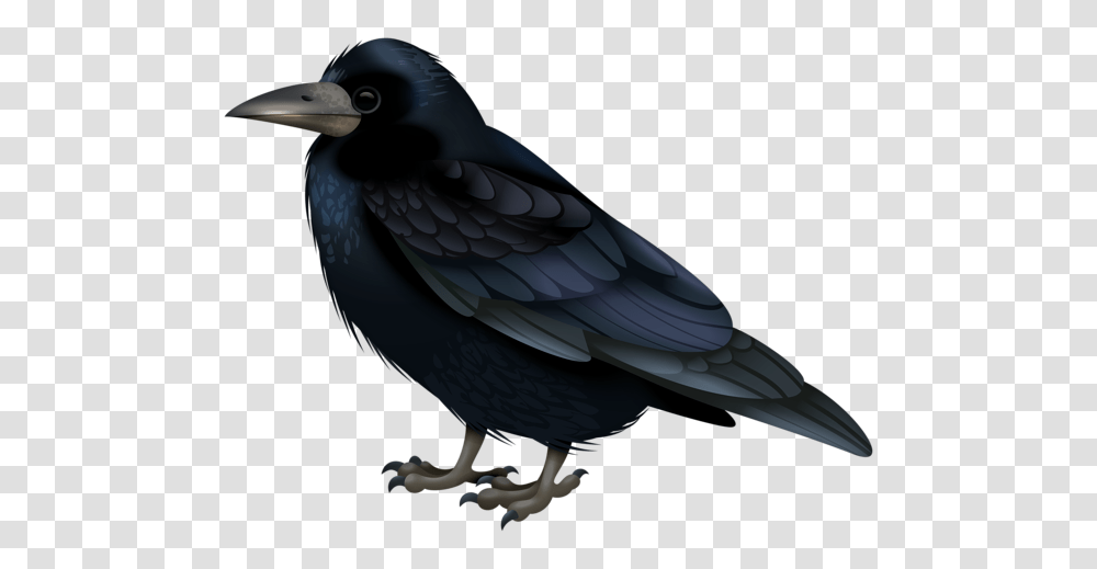 Raven, Animals, Bird, Crow, Beak Transparent Png