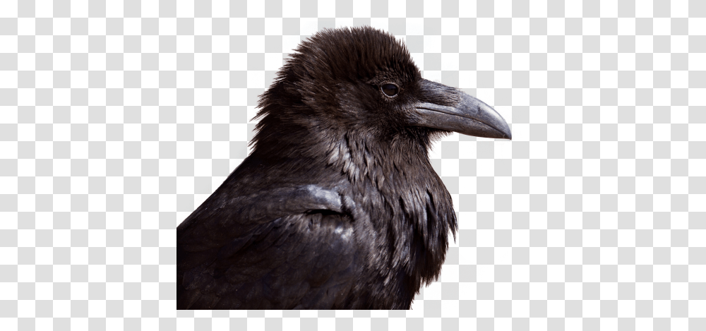 Raven, Animals, Bird, Crow, Beak Transparent Png