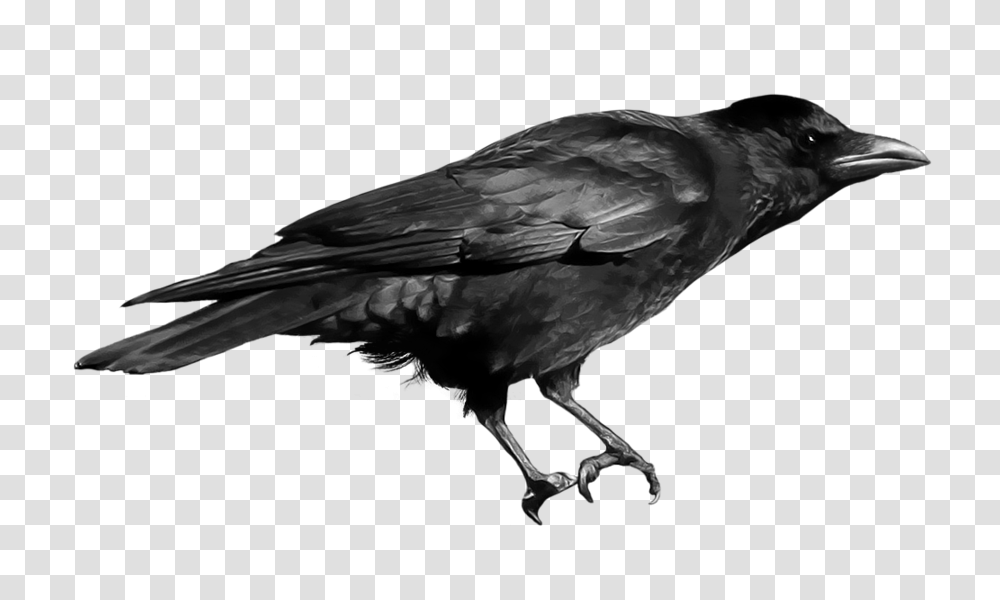 Raven, Animals, Bird, Crow, Beak Transparent Png