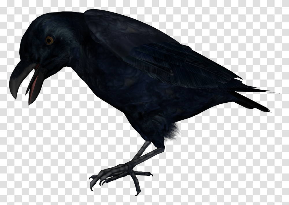 Raven, Animals, Bird, Crow, Blackbird Transparent Png