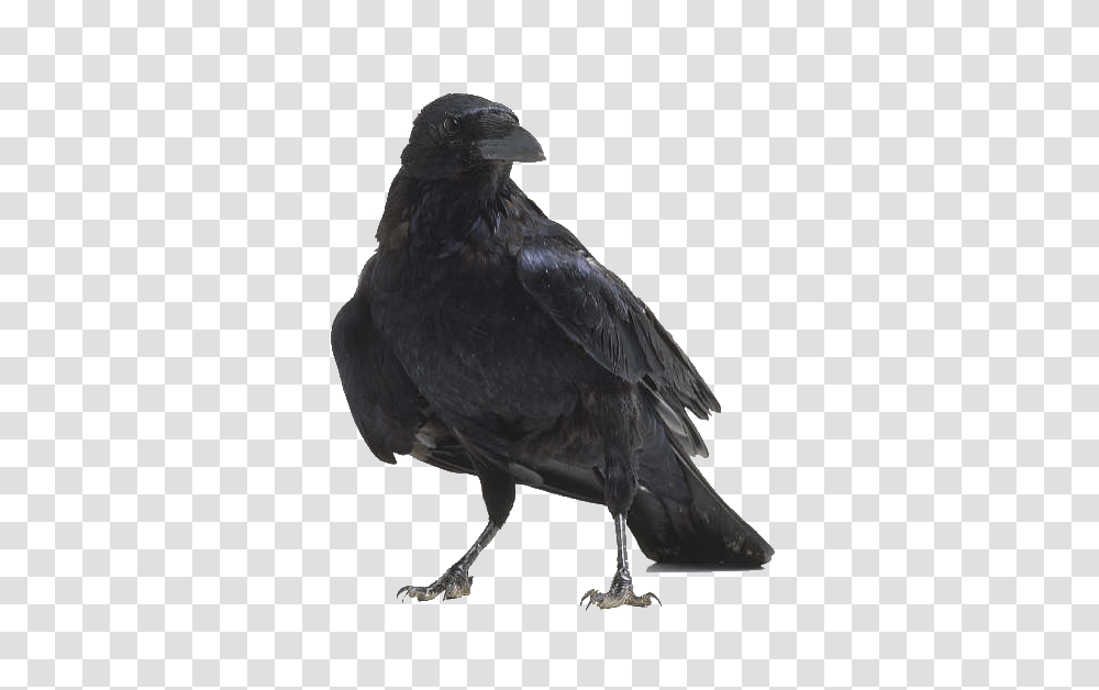 Raven, Animals, Bird, Crow, Blackbird Transparent Png