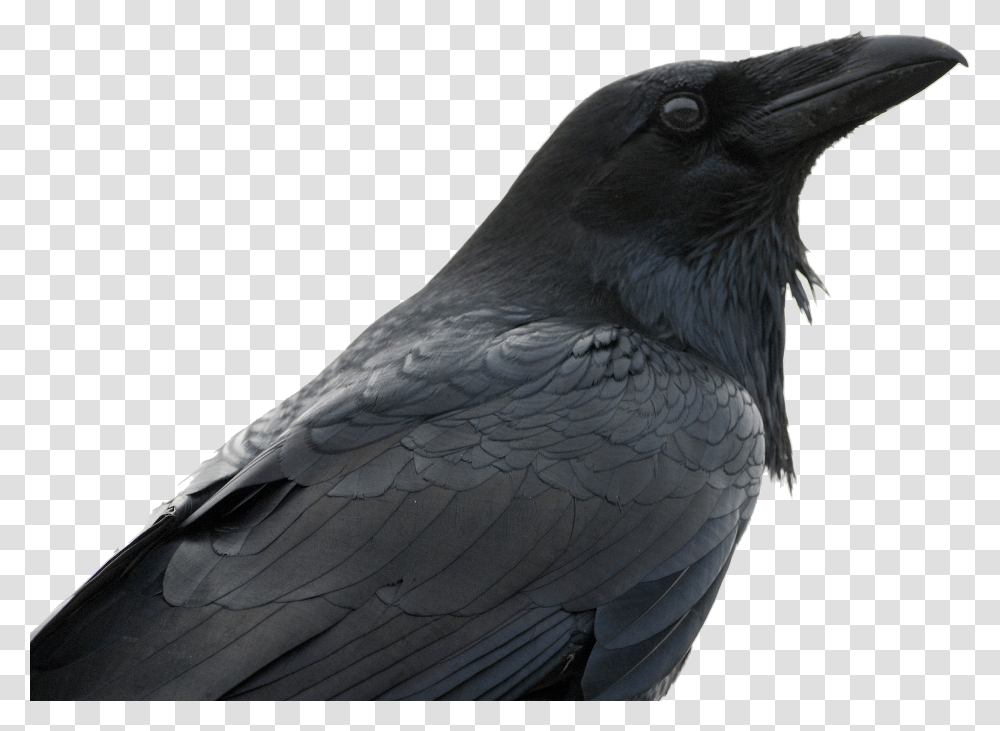 Raven, Animals, Bird, Crow, Blackbird Transparent Png