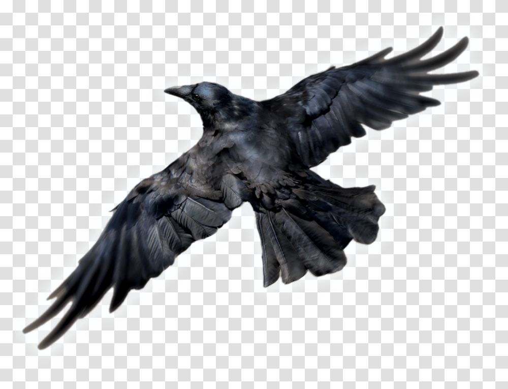 Raven, Animals, Bird, Crow, Blackbird Transparent Png