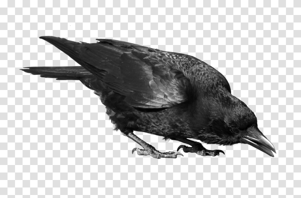 Raven, Animals, Bird, Crow, Blackbird Transparent Png