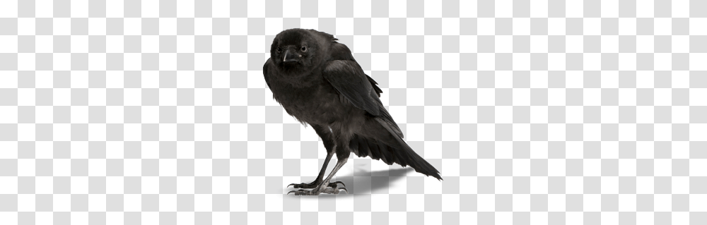 Raven, Animals, Bird, Crow, Blackbird Transparent Png