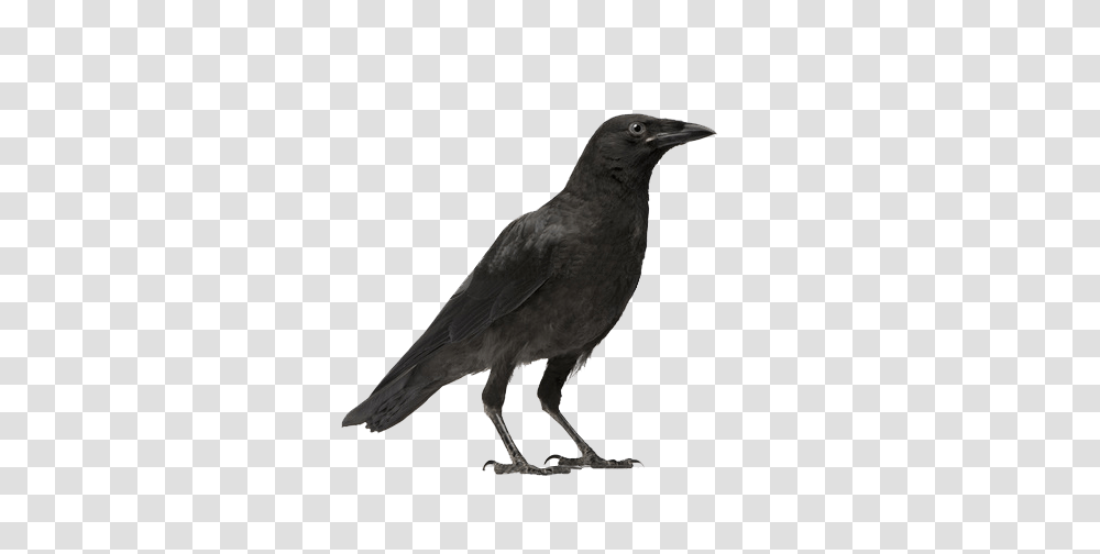 Raven, Animals, Bird, Crow, Blackbird Transparent Png