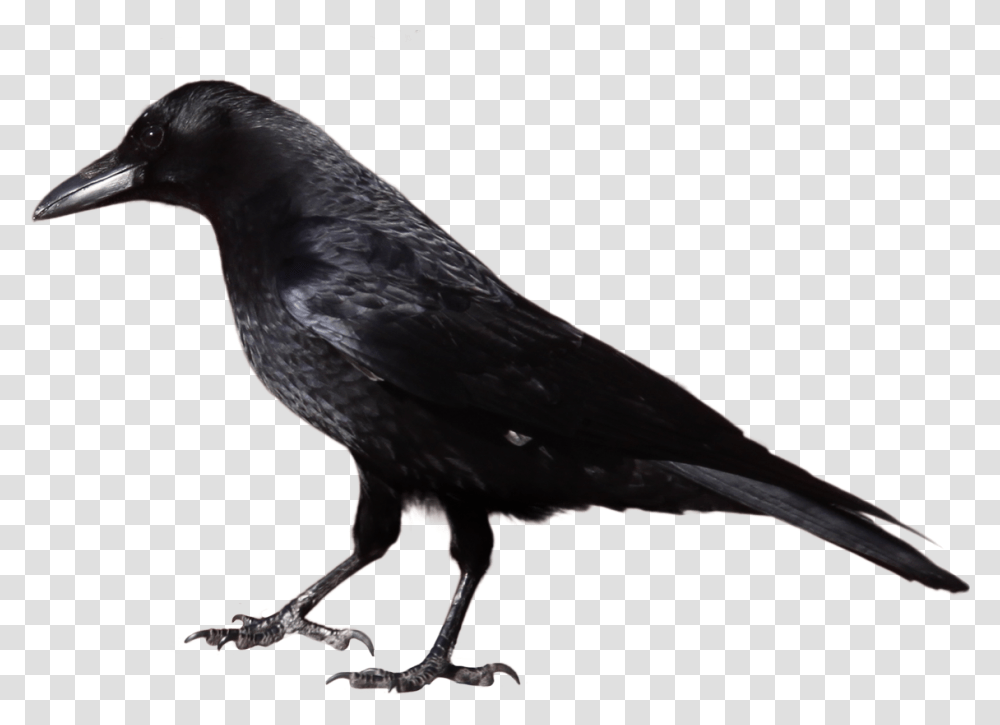 Raven, Animals, Bird, Crow, Blackbird Transparent Png