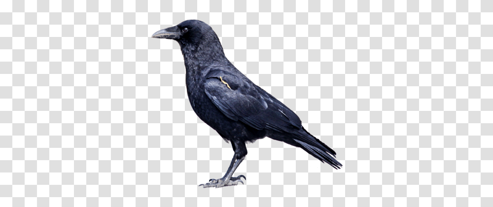 Raven, Animals, Bird, Crow, Blackbird Transparent Png