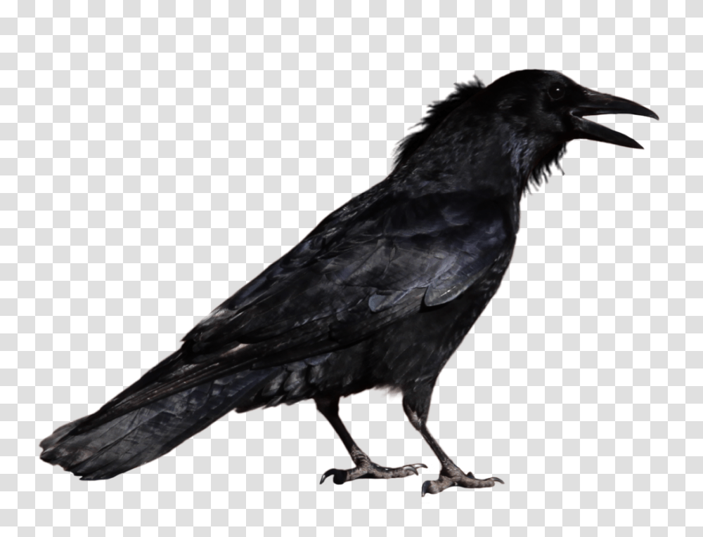 Raven, Animals, Bird, Crow, Blackbird Transparent Png