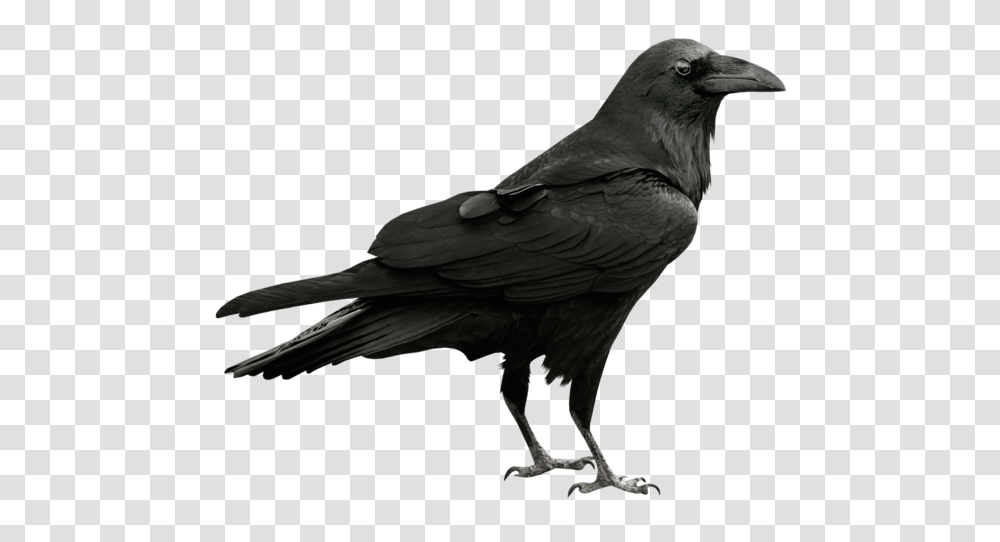 Raven, Animals, Bird, Crow, Blackbird Transparent Png