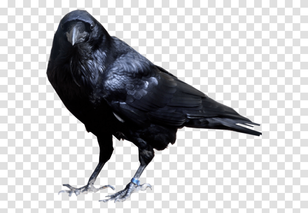 Raven, Animals, Bird, Crow, Dog Transparent Png