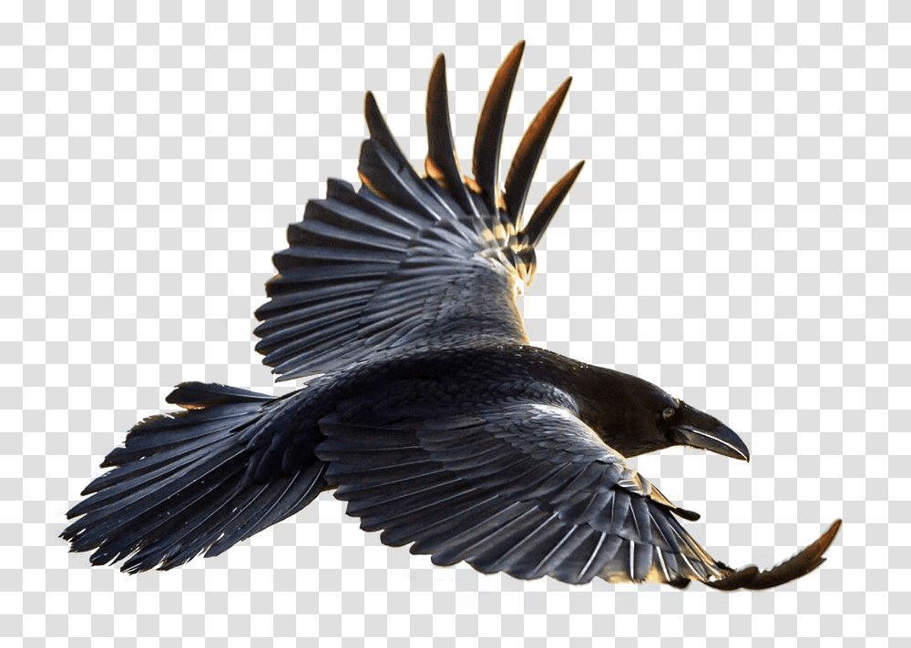 Raven, Animals, Bird, Crow, Eagle Transparent Png