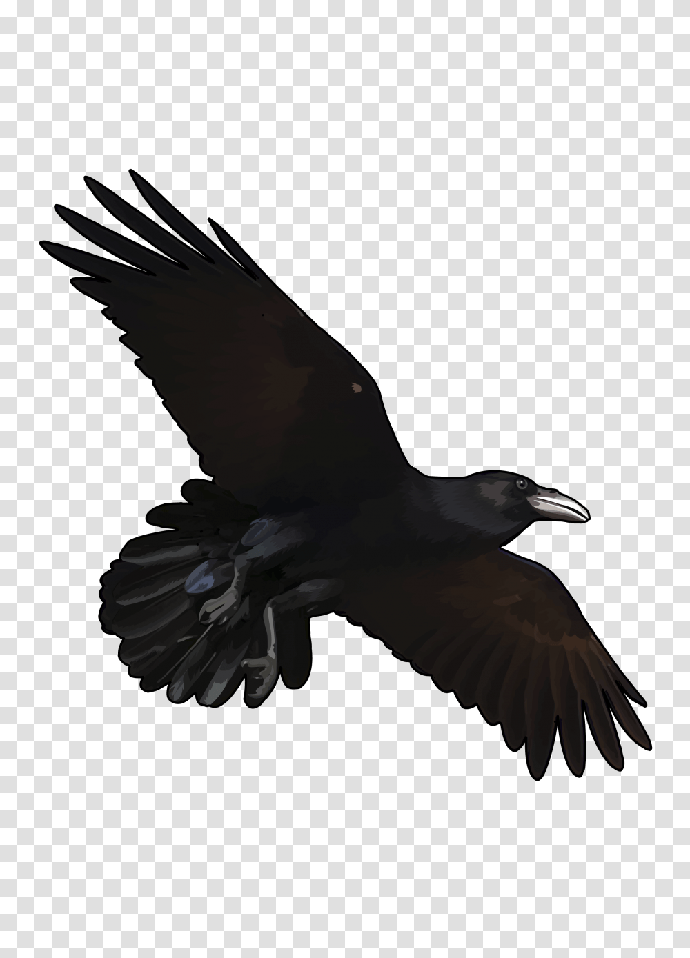 Raven, Animals, Bird, Crow, Flying Transparent Png