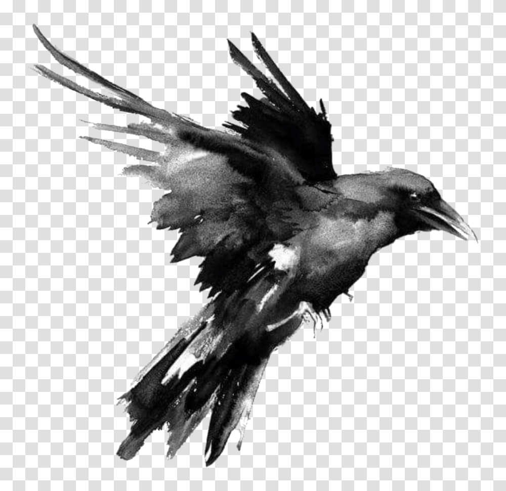 Raven, Animals, Bird, Crow, Flying Transparent Png
