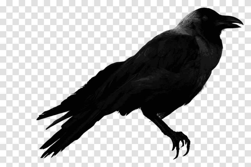 Raven, Animals, Bird, Crow, Silhouette Transparent Png