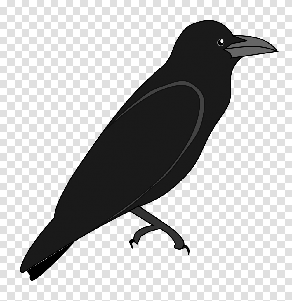 Raven, Animals, Bird, Crow, Silhouette Transparent Png