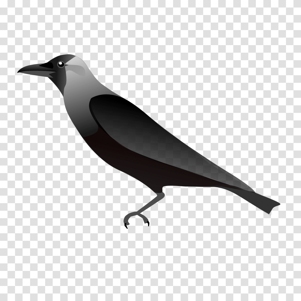 Raven, Animals, Bird, Crow, Silhouette Transparent Png