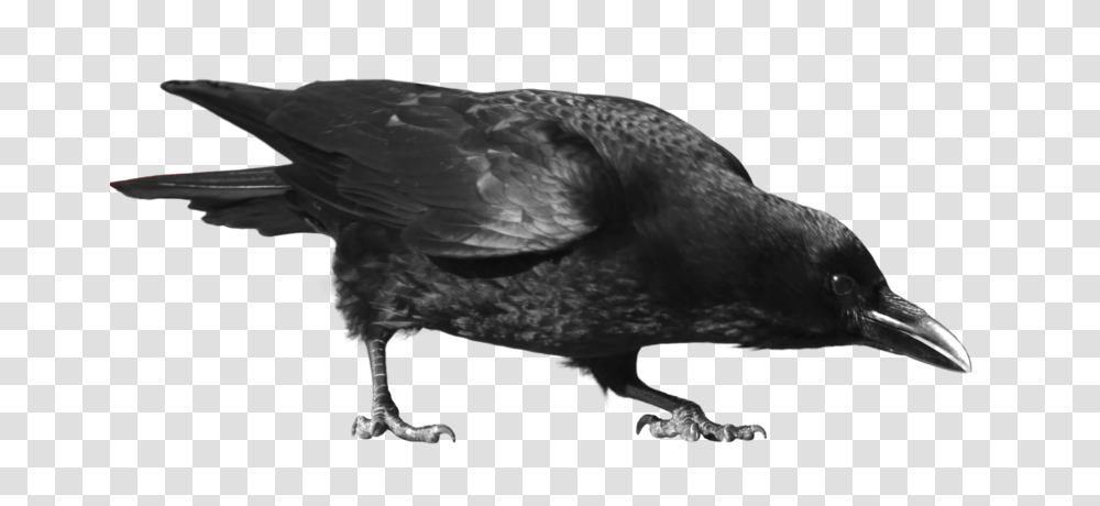 Raven, Animals, Bird, Crow Transparent Png