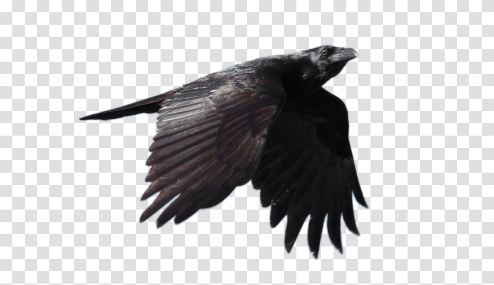 Raven, Animals, Bird, Eagle, Vulture Transparent Png