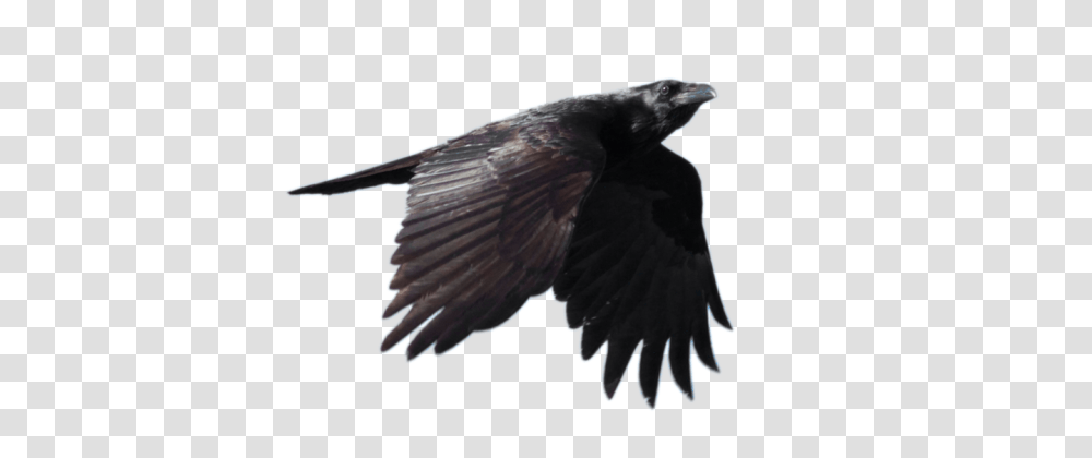 Raven, Animals, Bird, Eagle, Vulture Transparent Png
