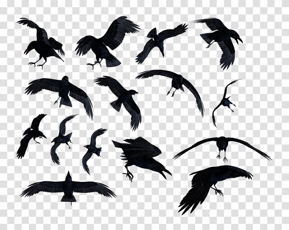 Raven, Animals, Bird, Flock, Flying Transparent Png