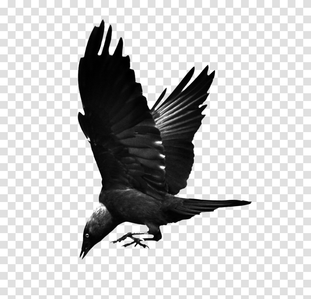 Raven, Animals, Bird, Flying, Blackbird Transparent Png