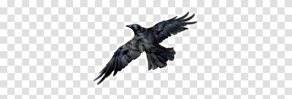 Raven, Animals, Bird, Flying, Blackbird Transparent Png