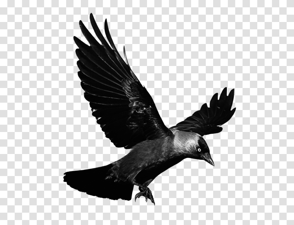 Raven, Animals, Bird, Flying, Crow Transparent Png