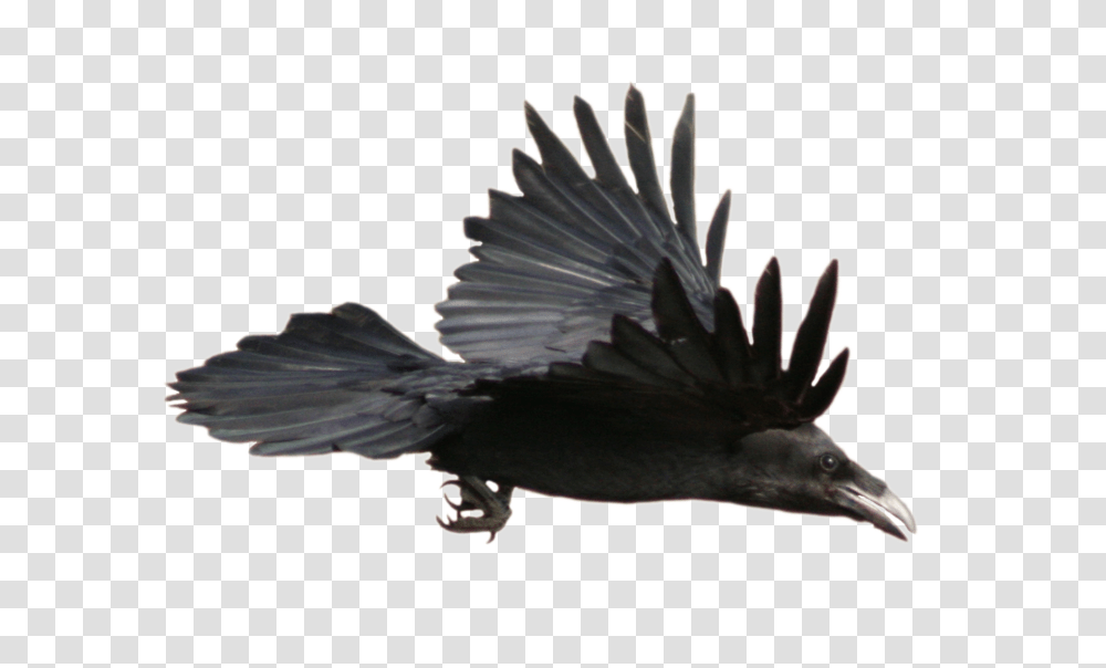 Raven, Animals, Bird, Flying, Eagle Transparent Png