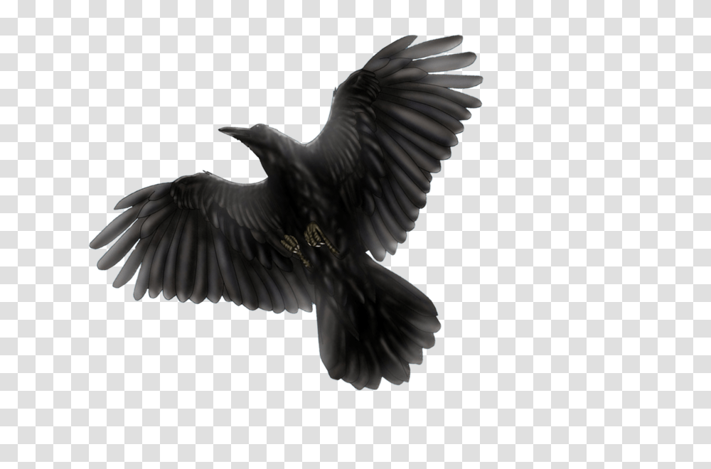 Raven, Animals, Bird, Flying, Vulture Transparent Png