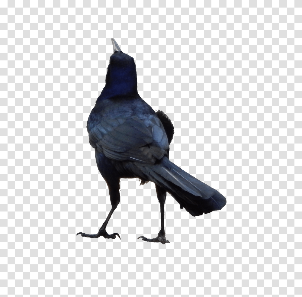 Raven, Animals, Bird, Jay, Blue Jay Transparent Png