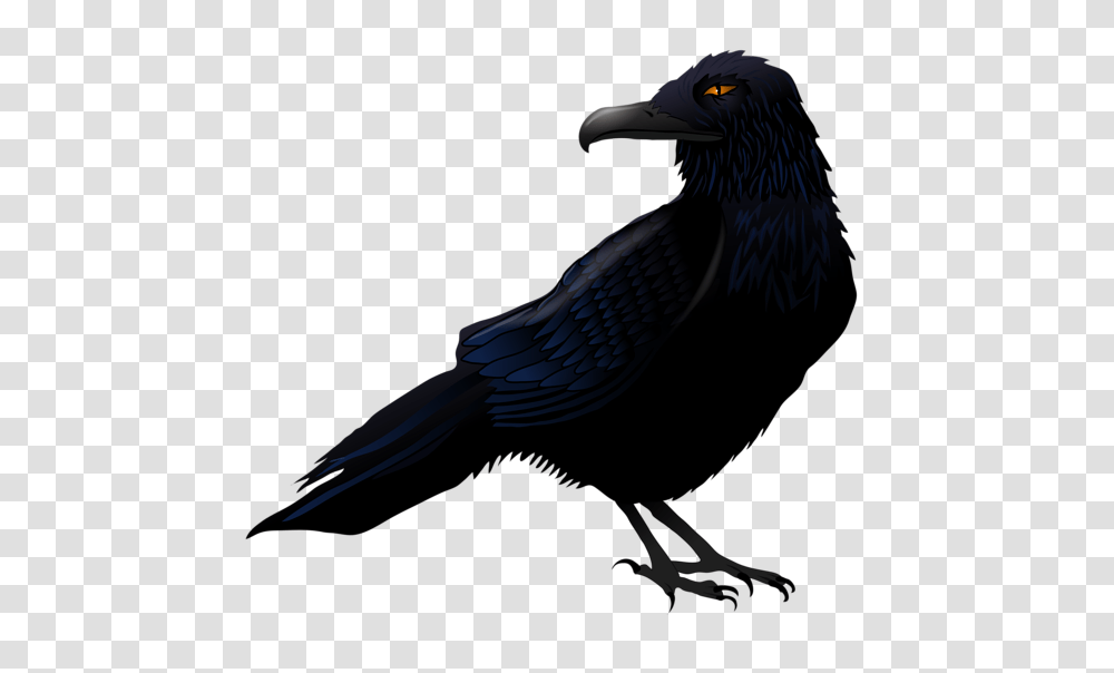 Raven, Animals, Bird, Jay, Vulture Transparent Png