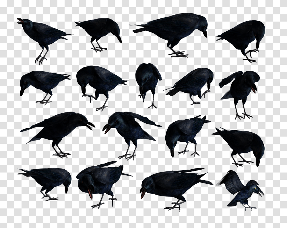 Raven, Animals, Bird, Silhouette, Crow Transparent Png