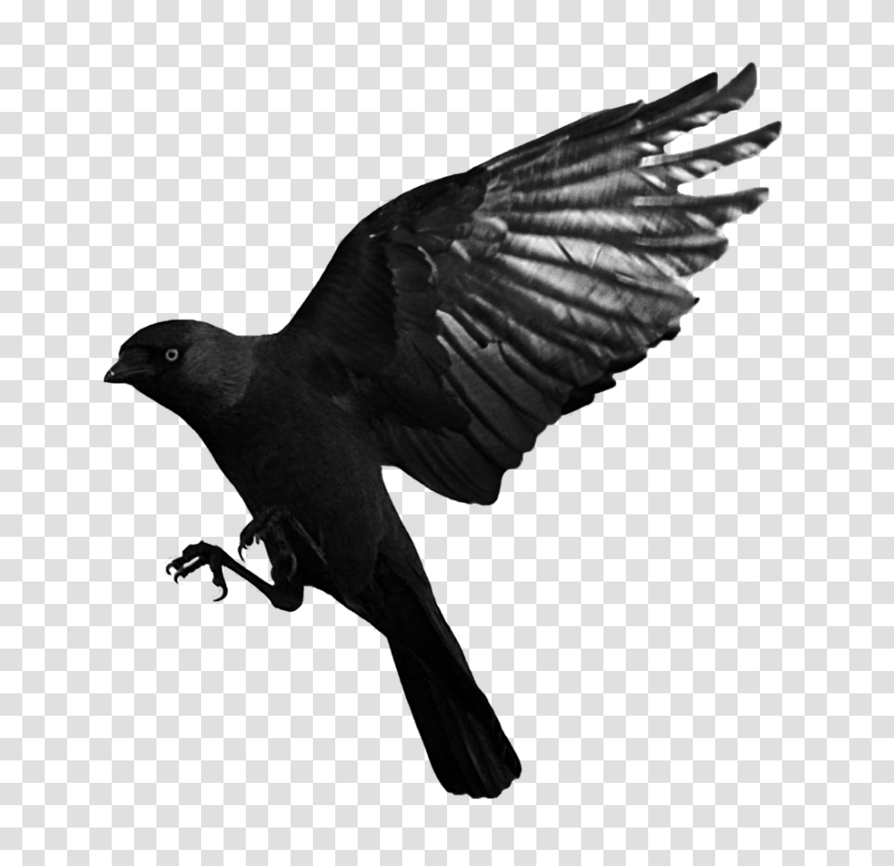 Raven, Animals, Bird, Silhouette, Flying Transparent Png