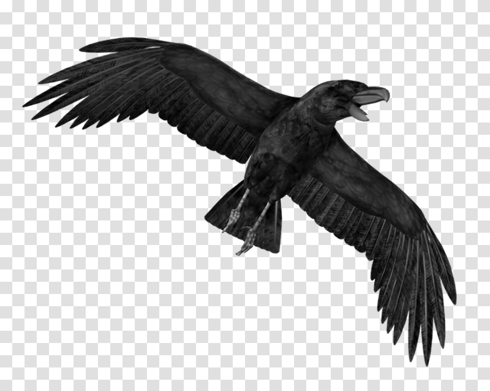 Raven, Animals, Bird, Vulture, Eagle Transparent Png