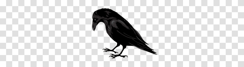 Raven, Animals, Blackbird, Agelaius, Crow Transparent Png