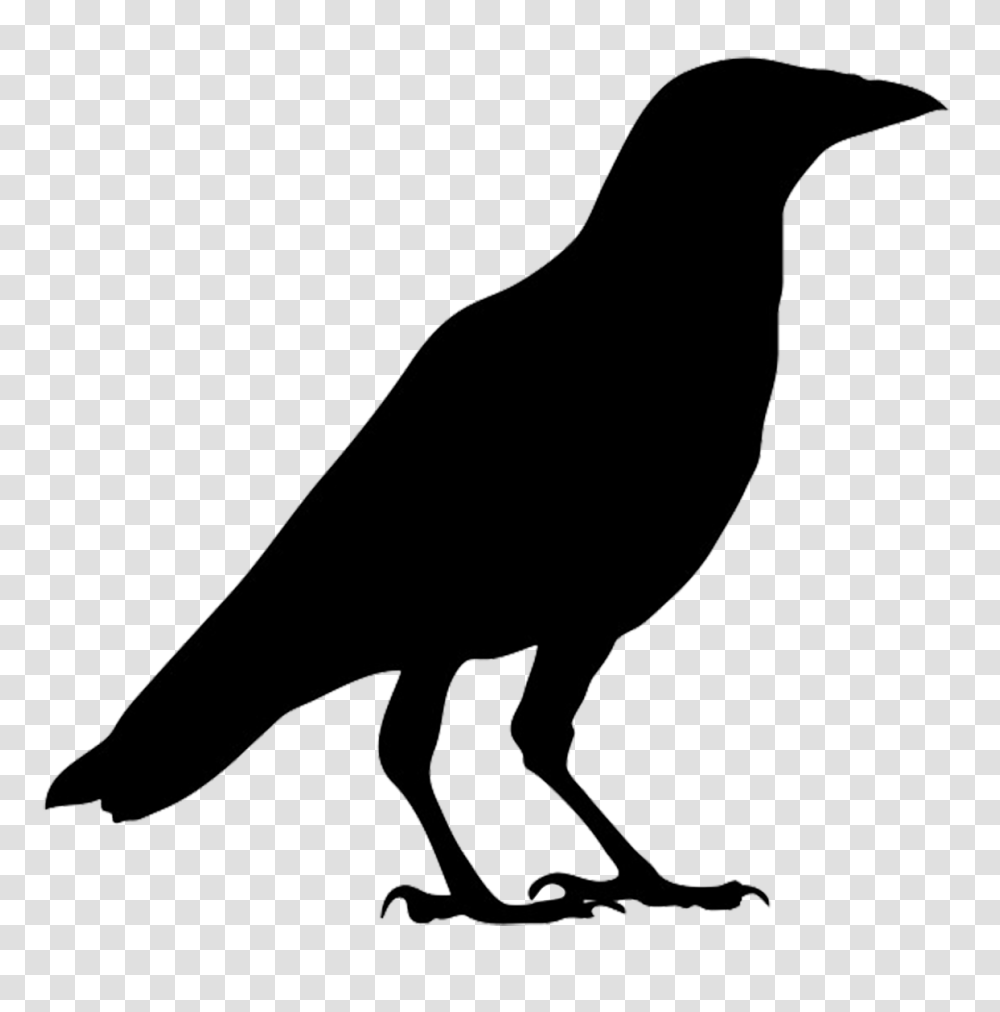 Raven, Animals, Bow, Bird, Silhouette Transparent Png