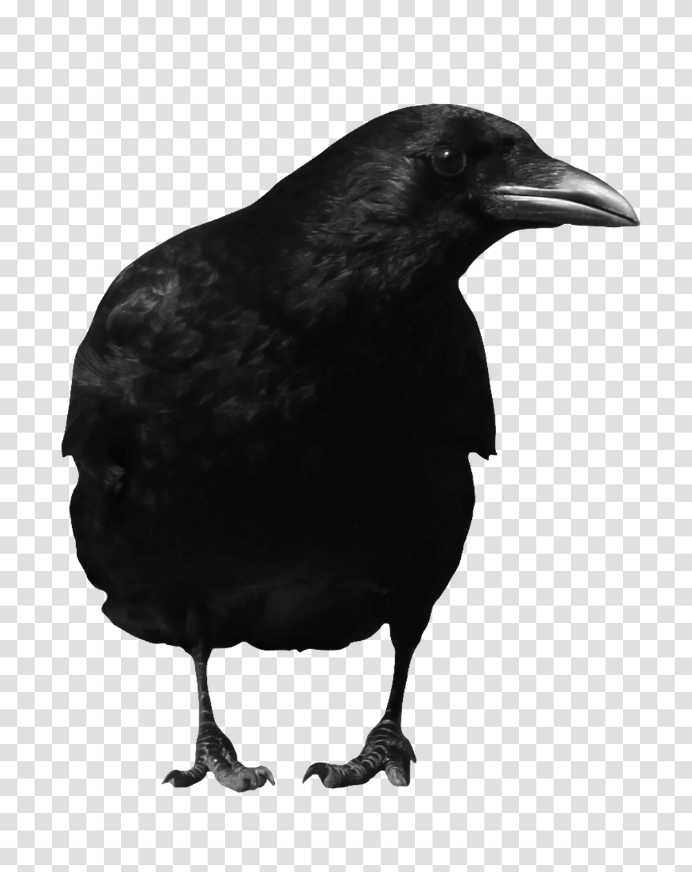 Raven, Animals, Chicken, Poultry, Fowl Transparent Png