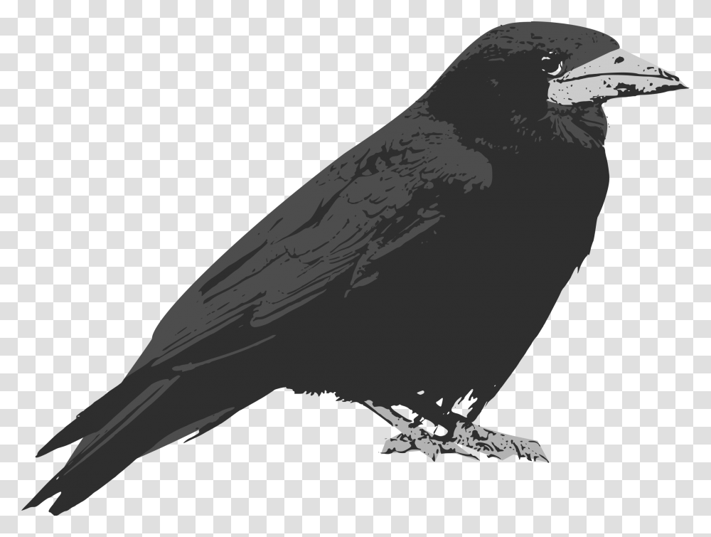 Raven, Animals, Crow, Bird, Airplane Transparent Png