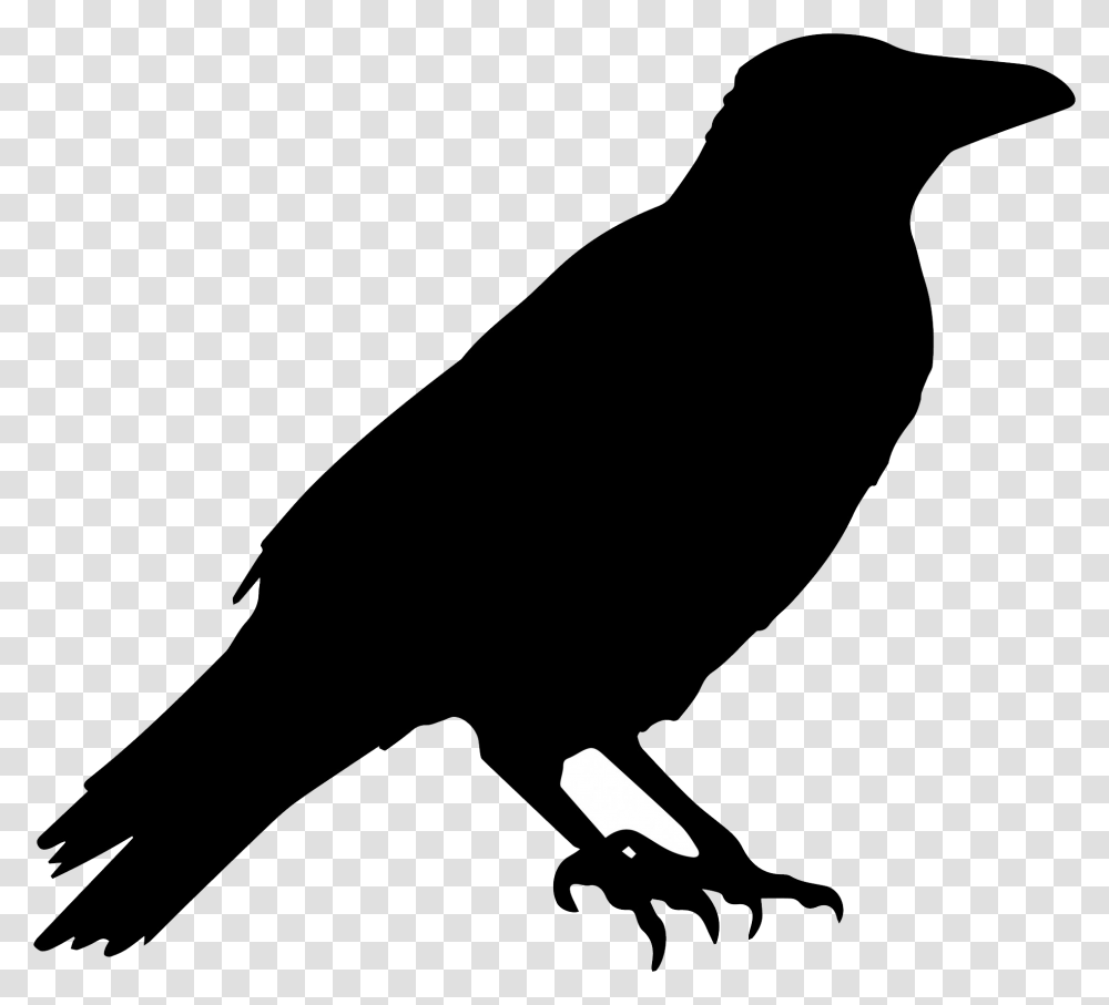 Raven, Animals, Crow, Bird, Blackbird Transparent Png