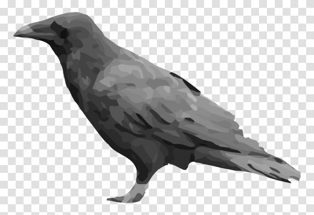 Raven, Animals, Crow, Bird, Blackbird Transparent Png