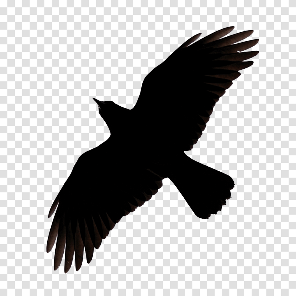 Raven, Animals, Flying, Bird, Crow Transparent Png