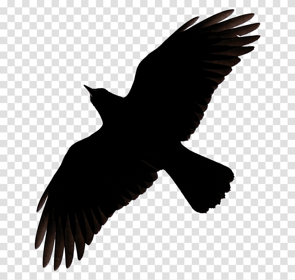 Raven, Animals, Flying, Bird, Silhouette Transparent Png