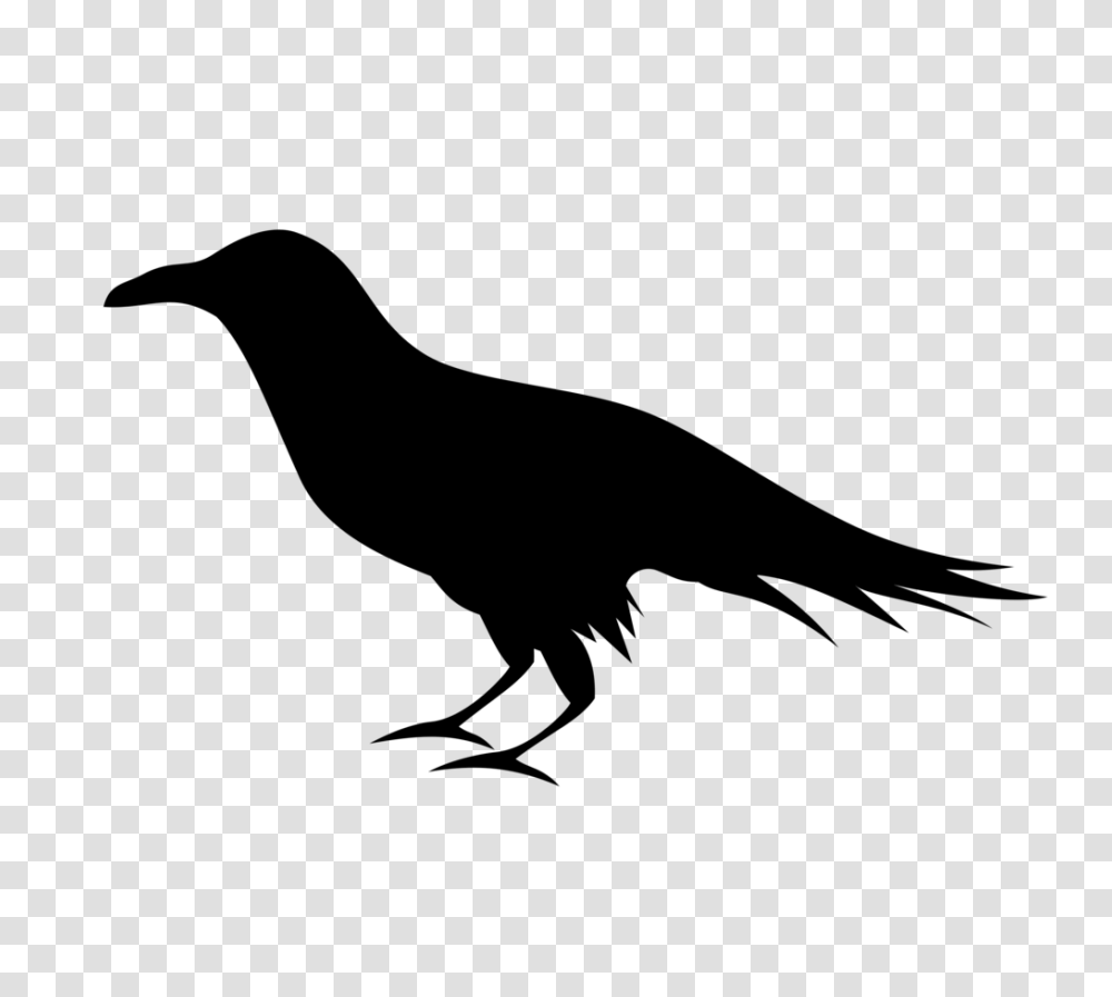 Raven, Animals, Gray, World Of Warcraft Transparent Png