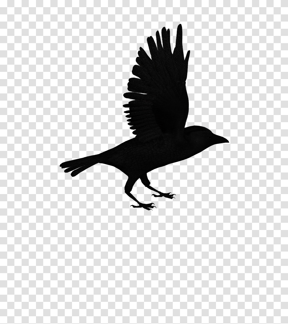 Raven, Animals, Silhouette, Bird, Crow Transparent Png