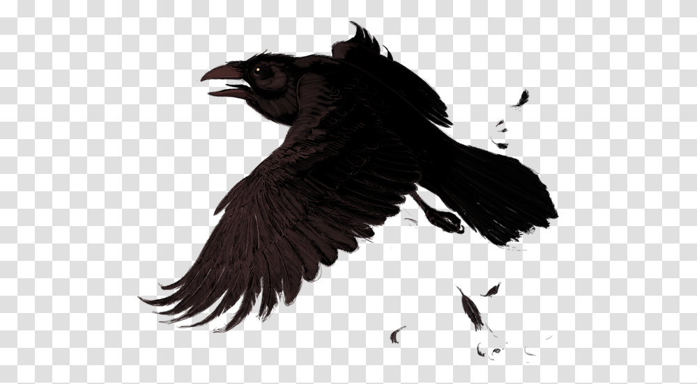 Raven, Animals, Vulture, Bird, Eagle Transparent Png