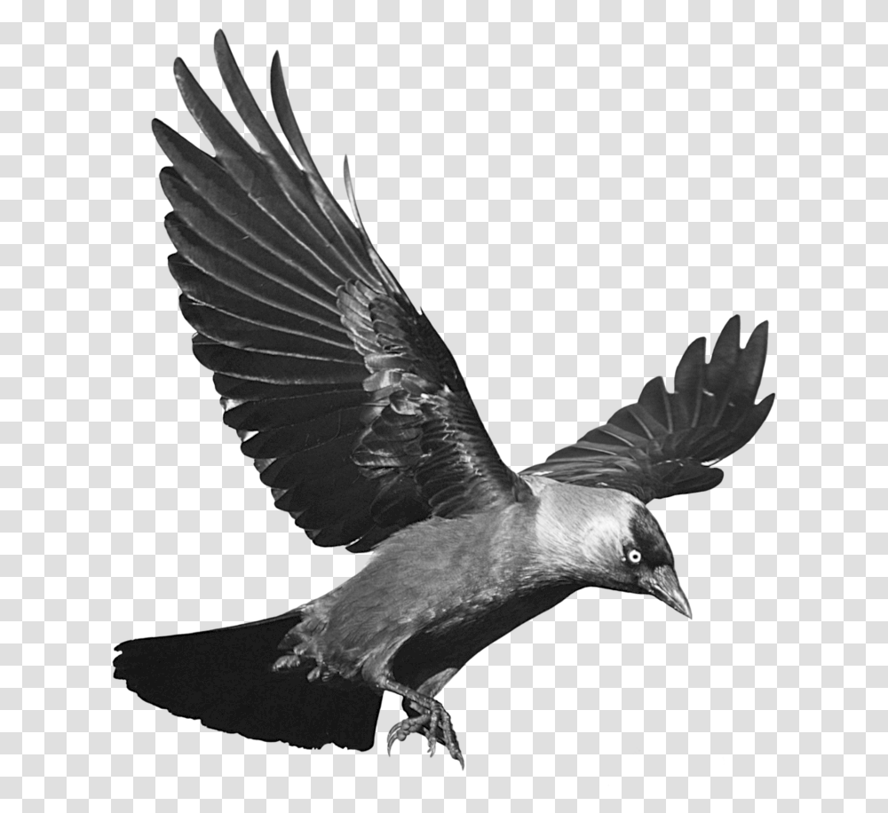 Raven Background, Bird, Animal, Flying, Eagle Transparent Png