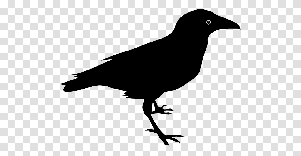 Raven Best Clipart, Silhouette, Bird, Animal, Blackbird Transparent Png