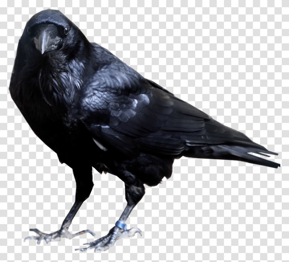 Raven Bird, Animal, Crow, Blackbird, Agelaius Transparent Png