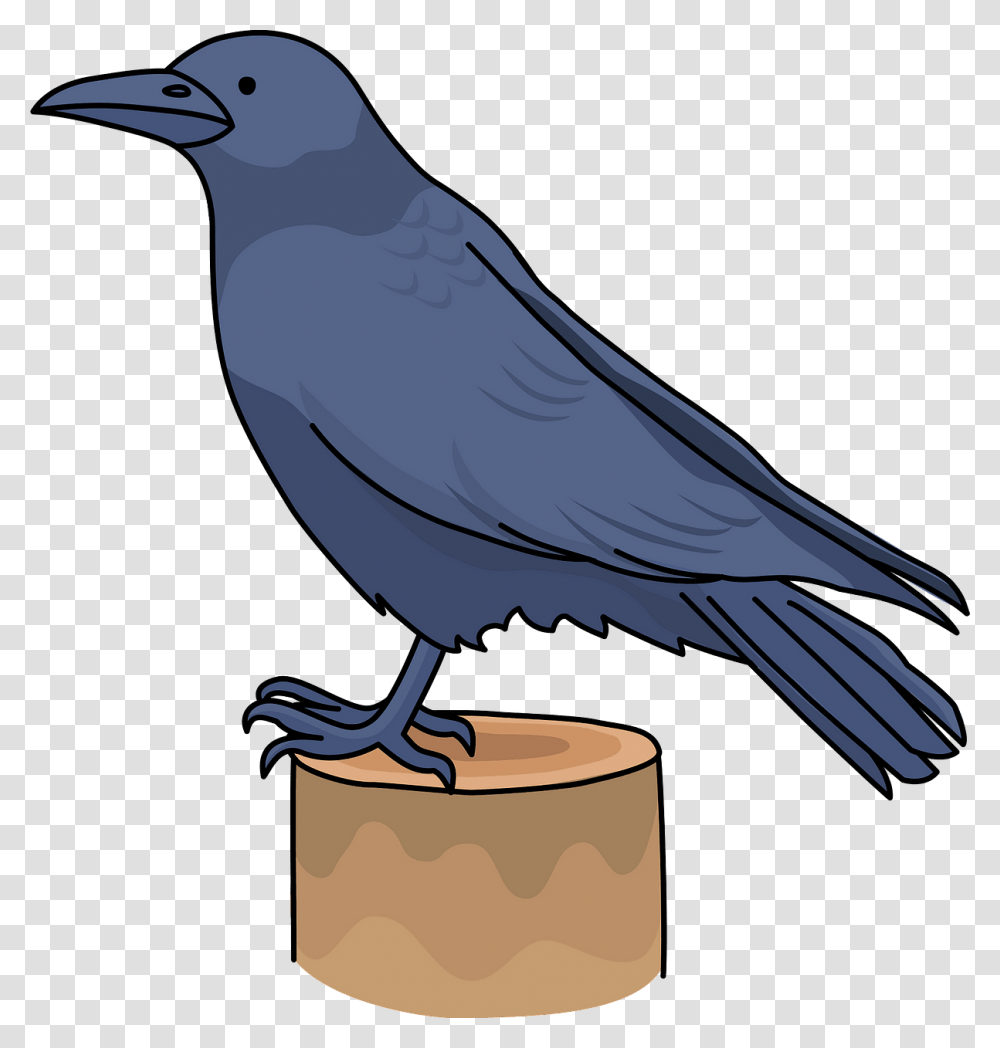 Raven, Bird, Animal, Crow, Blackbird Transparent Png